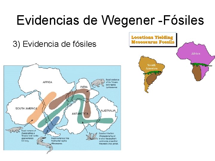 Evidencias de Wegener -Fósiles 3) Evidencia de fósiles 