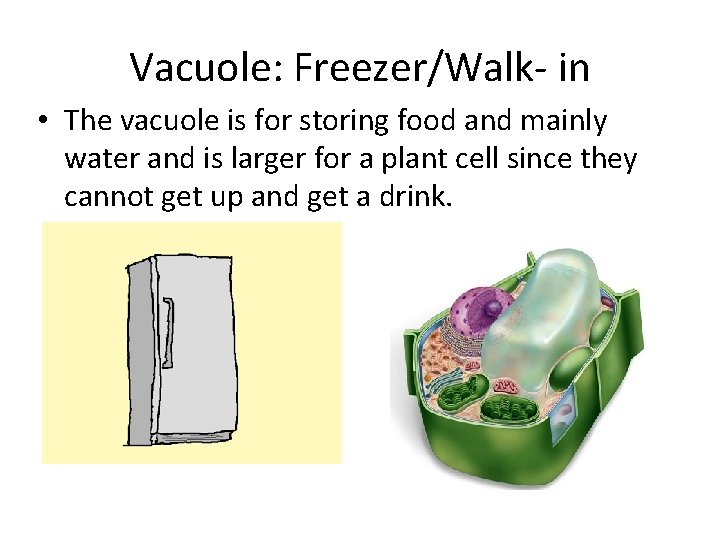 Vacuole: Freezer/Walk- in • The vacuole is for storing food and mainly water and