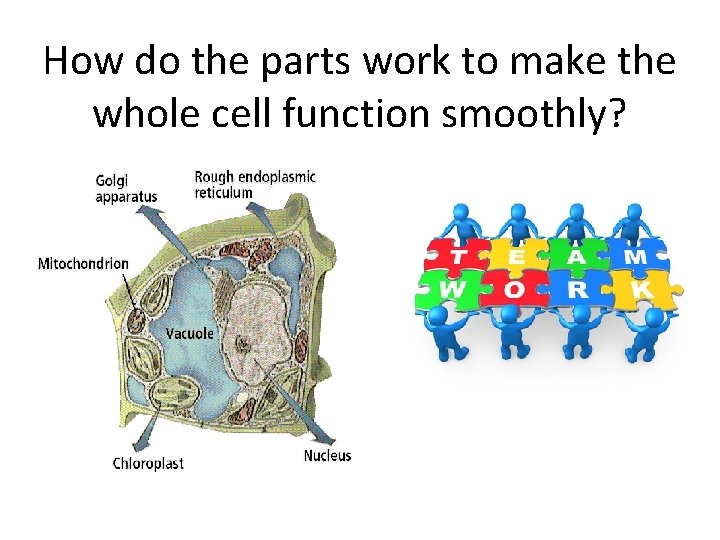 How do the parts work to make the whole cell function smoothly? 