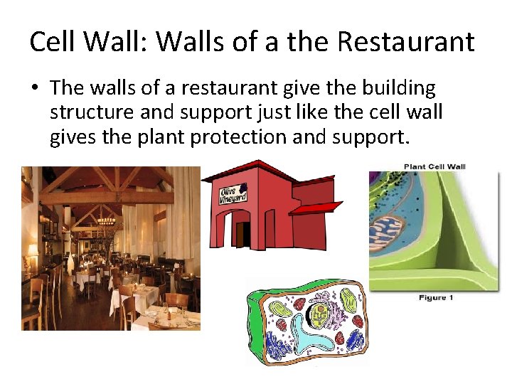 Cell Wall: Walls of a the Restaurant • The walls of a restaurant give