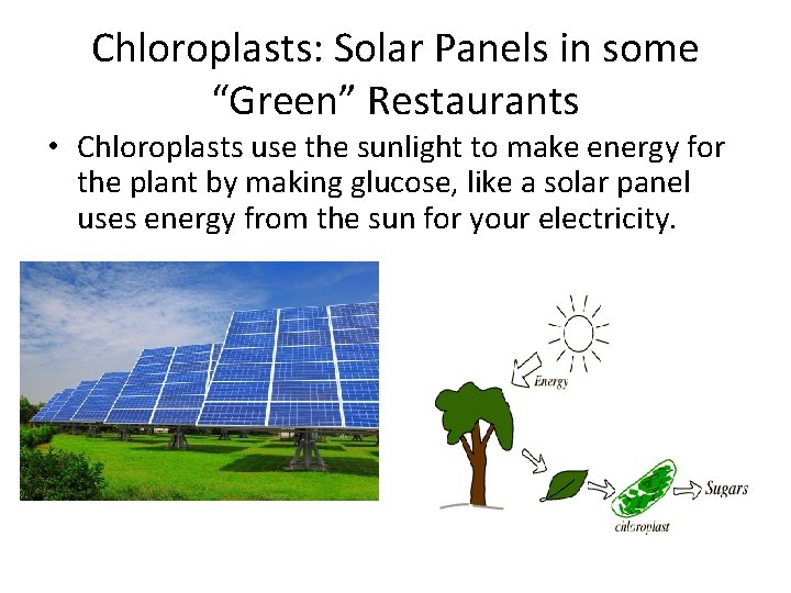 Chloroplasts: Solar Panels in some “Green” Restaurants • Chloroplasts use the sunlight to make