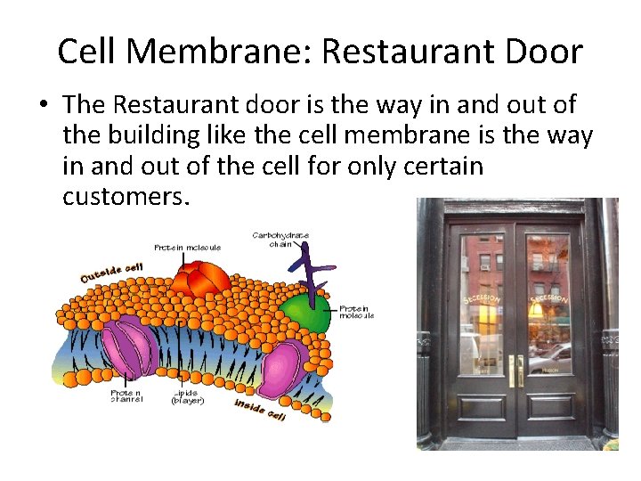 Cell Membrane: Restaurant Door • The Restaurant door is the way in and out