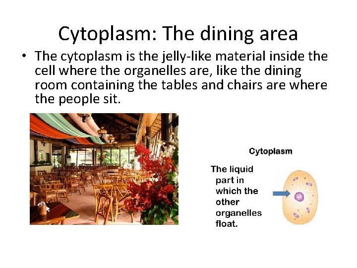 Cytoplasm: The dining area • The cytoplasm is the jelly-like material inside the cell