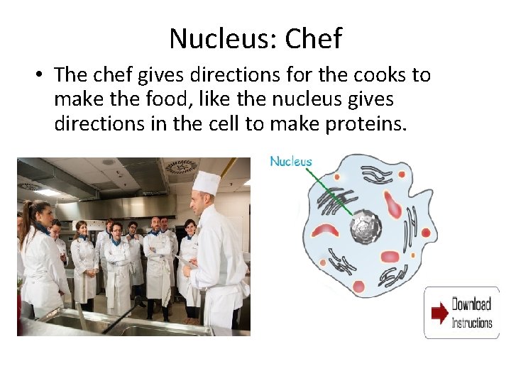 Nucleus: Chef • The chef gives directions for the cooks to make the food,