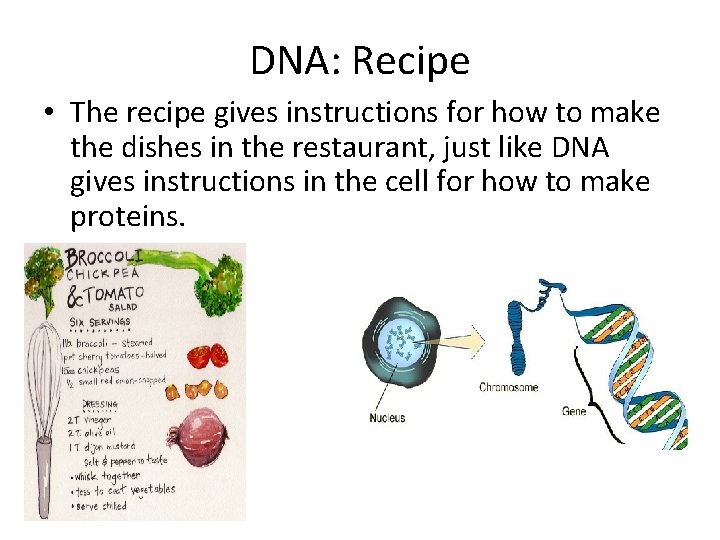 DNA: Recipe • The recipe gives instructions for how to make the dishes in