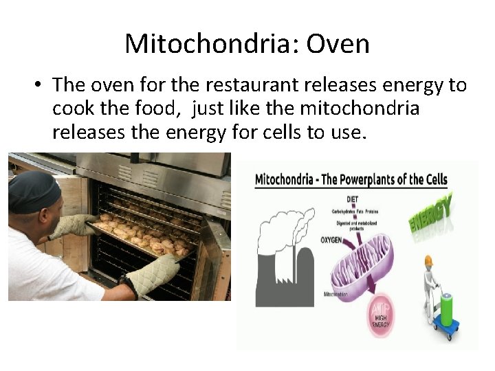 Mitochondria: Oven • The oven for the restaurant releases energy to cook the food,