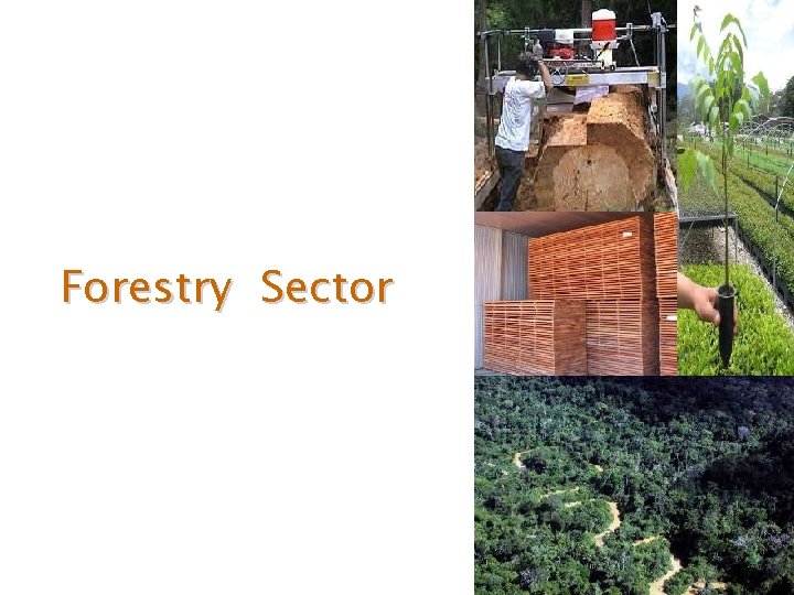 Forestry Sector 