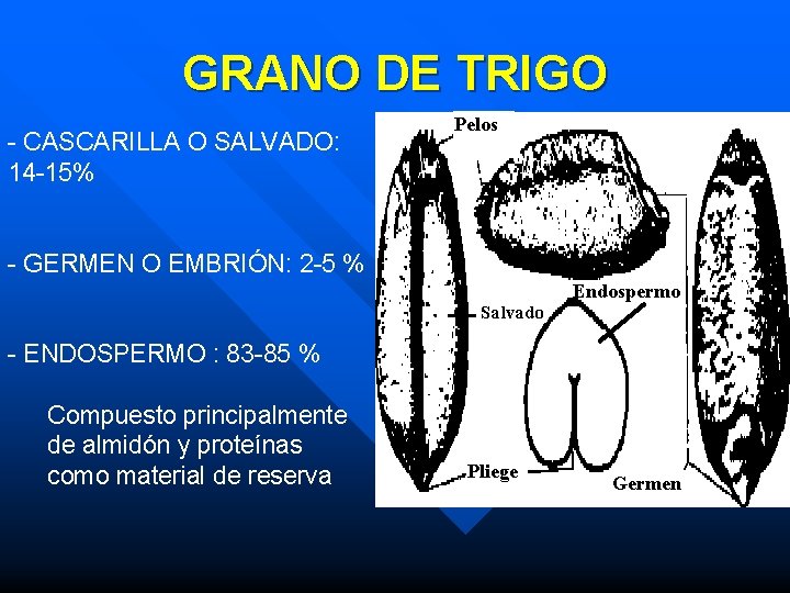 GRANO DE TRIGO - CASCARILLA O SALVADO: 14 -15% Pelos - GERMEN O EMBRIÓN: