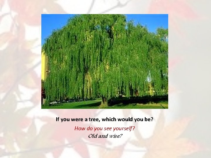 If you were a tree, which would you be? How do you see yourself?