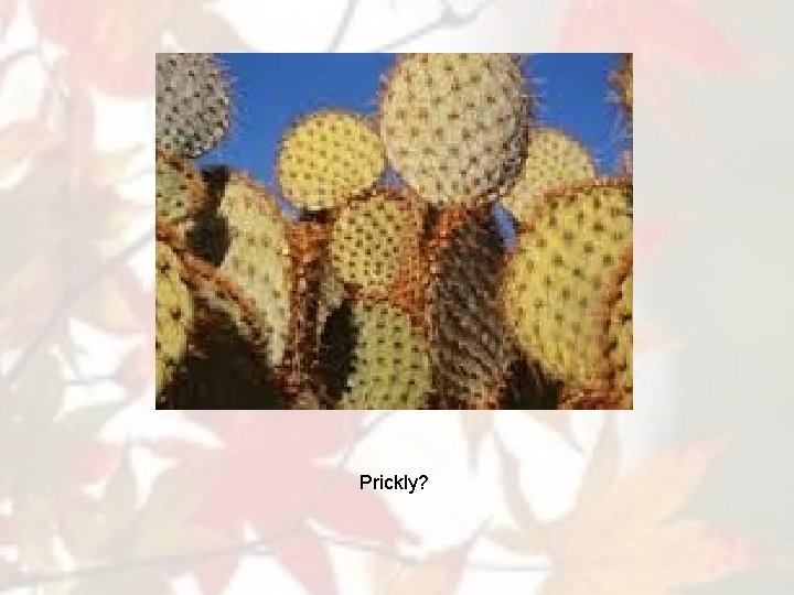 Prickly? 