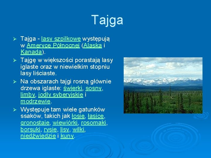 Tajga Ø Ø Tajga - lasy szpilkowe występują w Ameryce Północnej (Alaska i Kanada). Tajga Ø Ø Tajga - lasy szpilkowe występują w Ameryce Północnej (Alaska i Kanada).