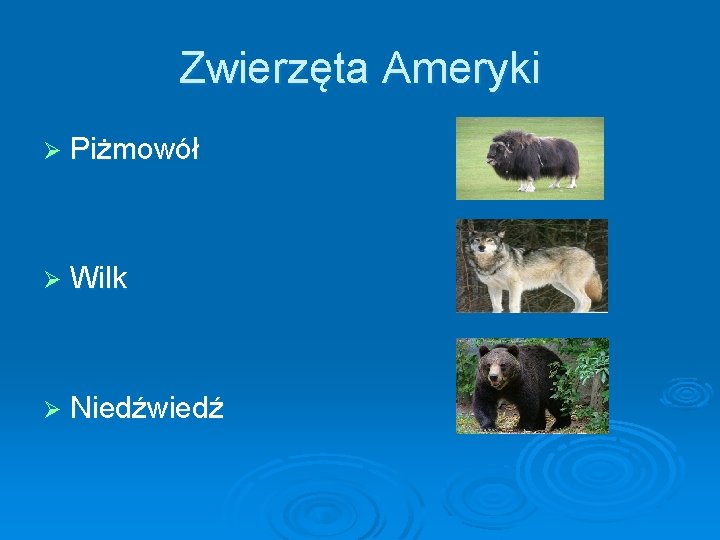 Zwierzęta Ameryki Ø Piżmowół Ø Wilk Ø Niedźwiedź Zwierzęta Ameryki Ø Piżmowół Ø Wilk Ø Niedźwiedź