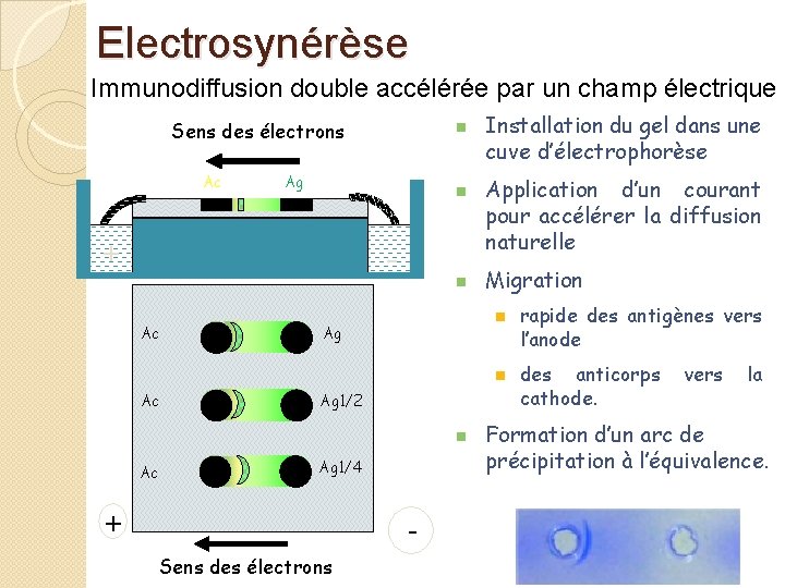 Electrosynérèse Immunodiffusion double accélérée par un champ électrique Sens des électrons Ac n Ag