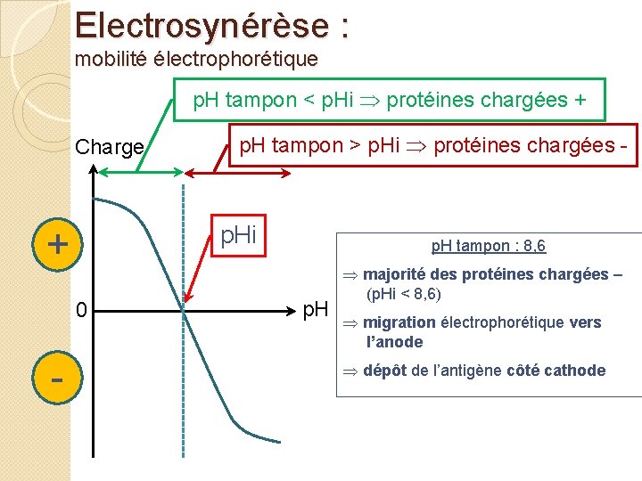 Electrosynérèse : mobilité électrophorétique p. H tampon < p. Hi protéines chargées + Charge