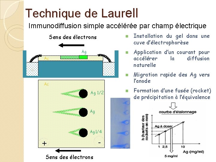 Technique de Laurell Immunodiffusion simple accélérée par champ électrique n Ag n Ac -