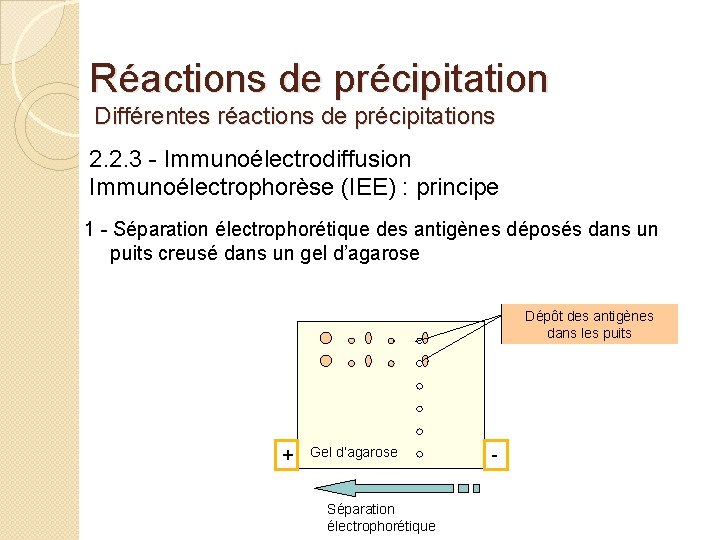 Réactions de précipitation Différentes réactions de précipitations 2. 2. 3 - Immunoélectrodiffusion Immunoélectrophorèse (IEE)