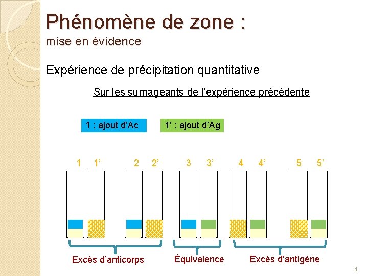 Phénomène de zone : mise en évidence Expérience de précipitation quantitative Sur les surnageants