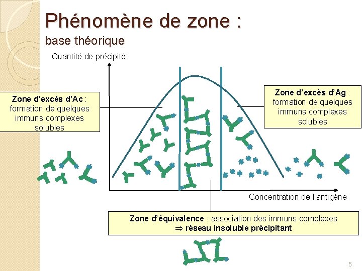 Phénomène de zone : base théorique Quantité de précipité Zone d’excès d’Ac : formation