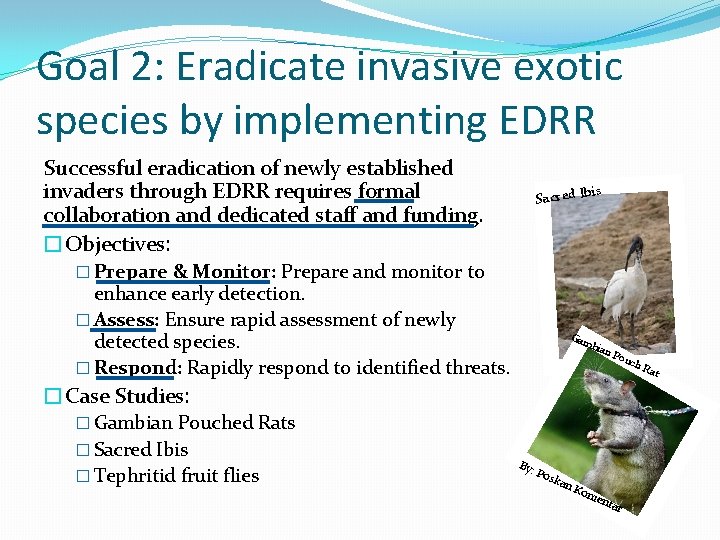 Goal 2: Eradicate invasive exotic species by implementing EDRR Successful eradication of newly established