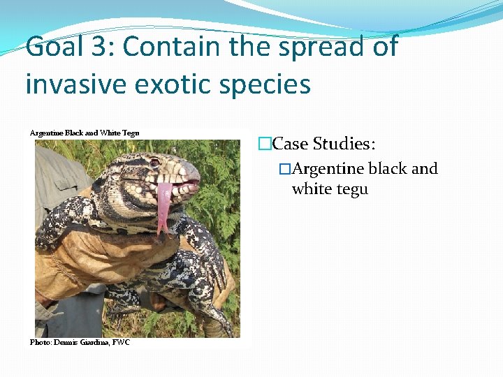 Goal 3: Contain the spread of invasive exotic species Argentine Black and White Tegu