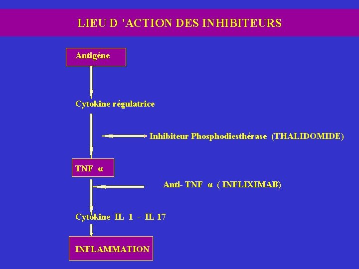 LIEU D ’ACTION DES INHIBITEURS Antigène Cytokine régulatrice Inhibiteur Phosphodiesthérase (THALIDOMIDE) TNF α Anti-