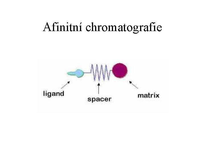 Afinitní chromatografie 