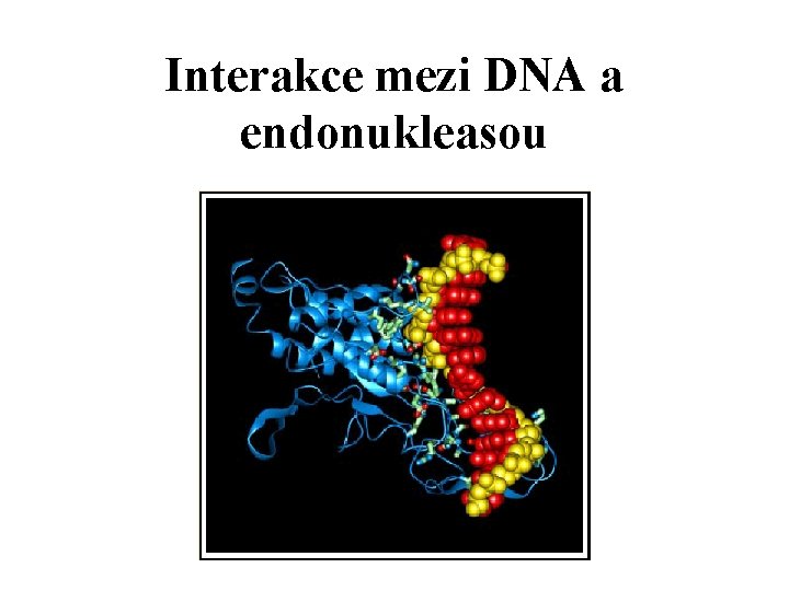 Interakce mezi DNA a endonukleasou 
