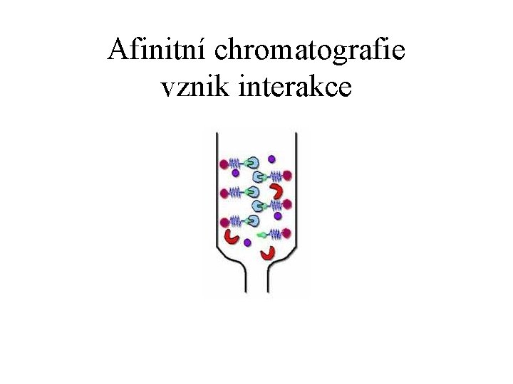 Afinitní chromatografie vznik interakce 