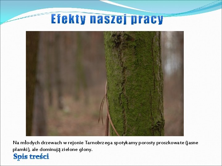 Na młodych drzewach w rejonie Tarnobrzega spotykamy porosty proszkowate (jasne plamki), ale dominują zielone