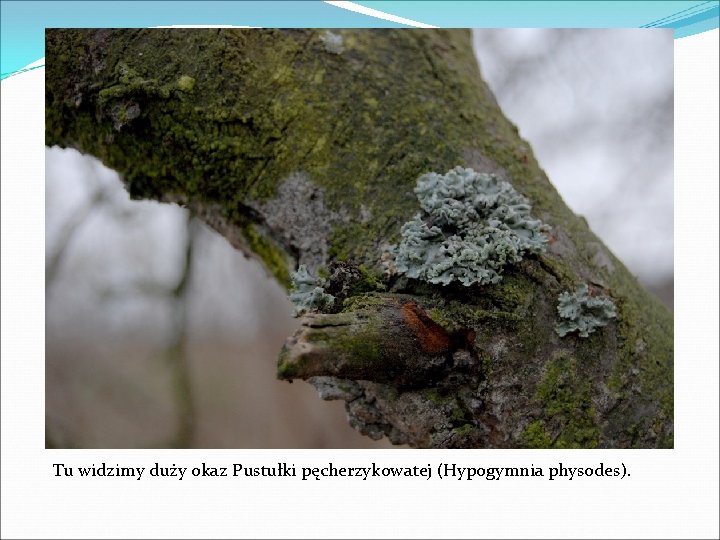 Tu widzimy duży okaz Pustułki pęcherzykowatej (Hypogymnia physodes). 