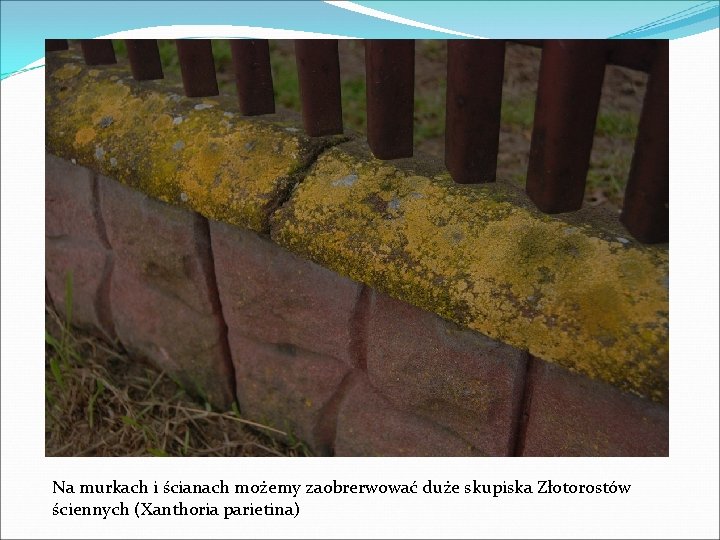 Na murkach i ścianach możemy zaobrerwować duże skupiska Złotorostów ściennych (Xanthoria parietina) 