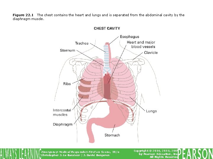 Figure 22. 1 The chest contains the heart and lungs and is separated from