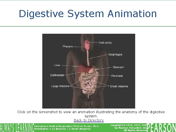 Digestive System Animation Click on the screenshot to view an animation illustrating the anatomy