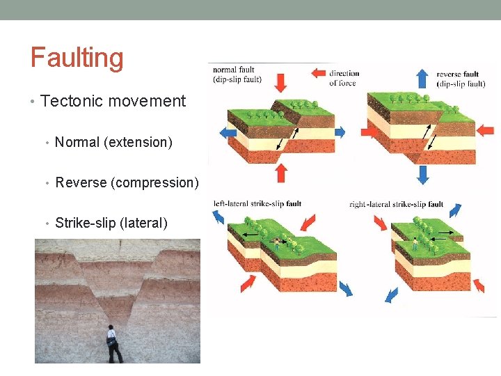 Faulting • Tectonic movement • Normal (extension) • Reverse (compression) • Strike-slip (lateral) 