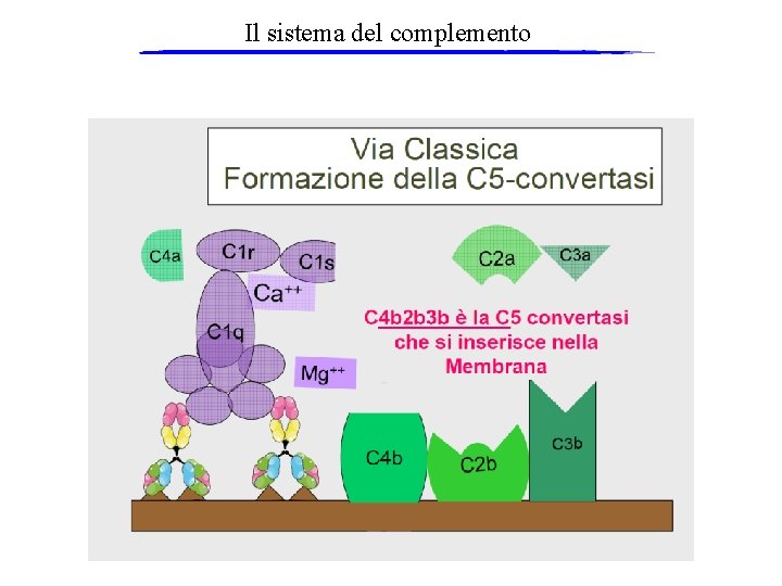 Il sistema del complemento 