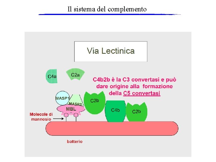 Il sistema del complemento 