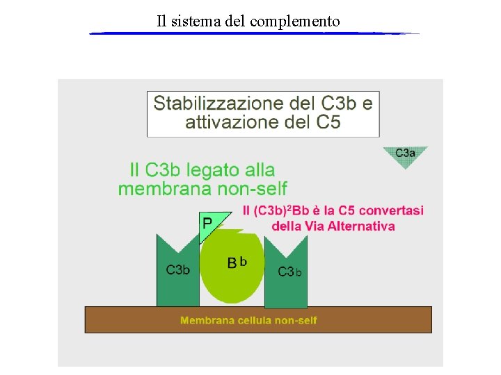 Il sistema del complemento 