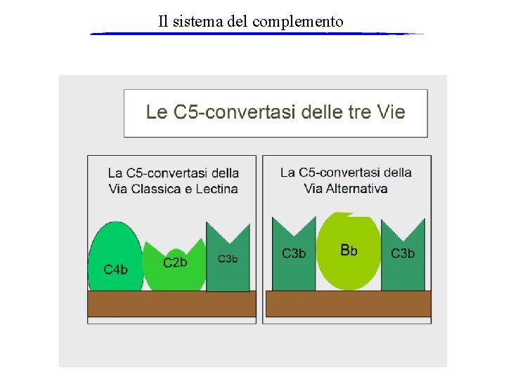Il sistema del complemento 
