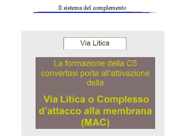 Il sistema del complemento 