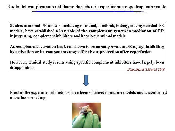 Ruolo del complemento nel danno da ischemia-riperfusione dopo trapianto renale Studies in animal I/R