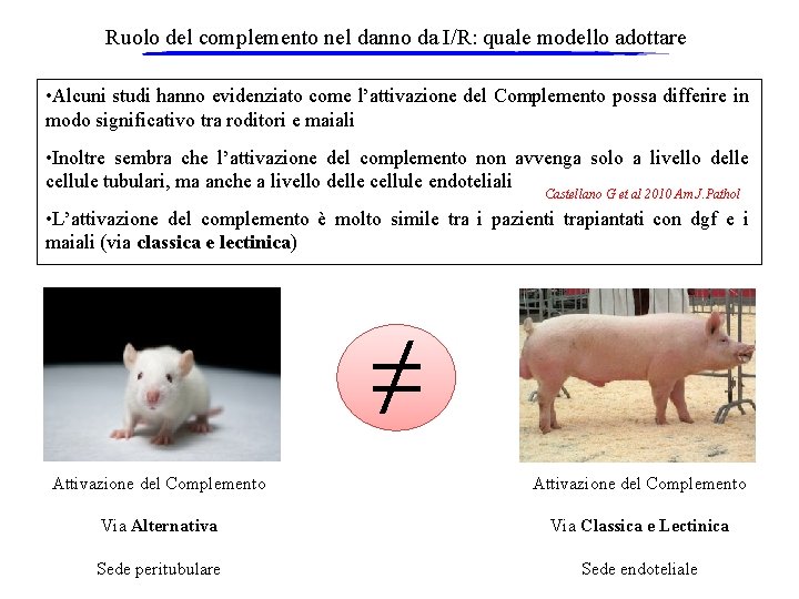 Ruolo del complemento nel danno da I/R: quale modello adottare • Alcuni studi hanno