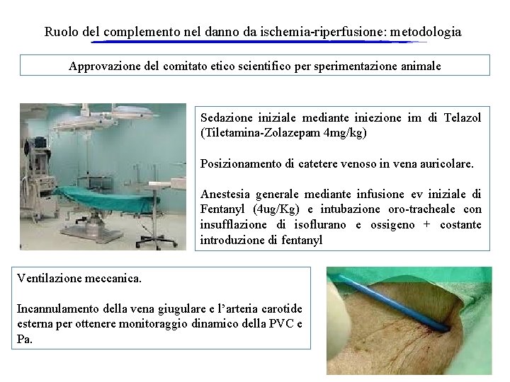 Ruolo del complemento nel danno da ischemia-riperfusione: metodologia Approvazione del comitato etico scientifico per