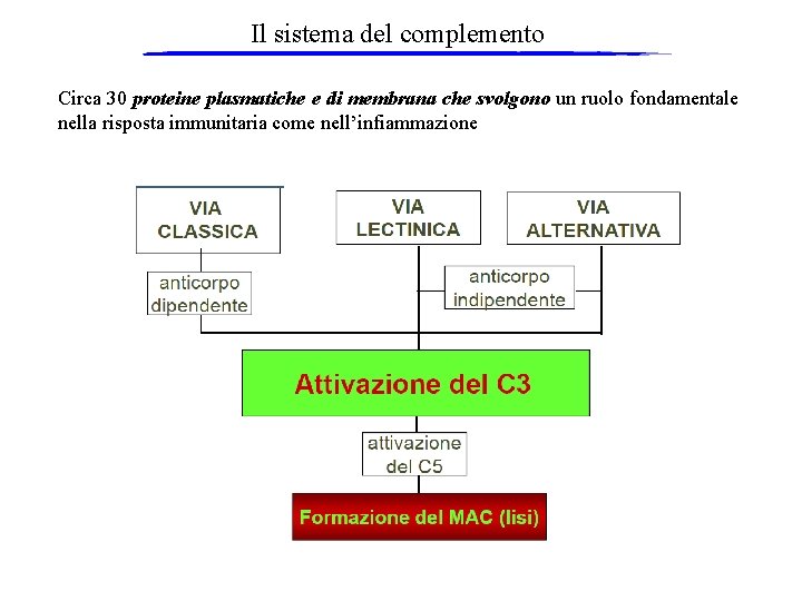 Il sistema del complemento Circa 30 proteine plasmatiche e di membrana che svolgono un