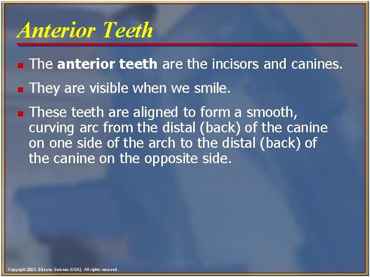 Anterior Teeth n The anterior teeth are the incisors and canines. n They are