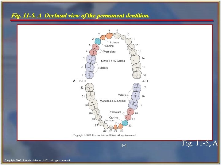 Fig. 11 -5, A Occlusal view of the permanent dentition. 3 -4 Copyright 2003,