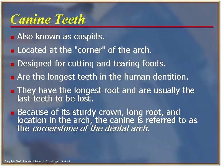 Canine Teeth n Also known as cuspids. n Located at the "corner" of the