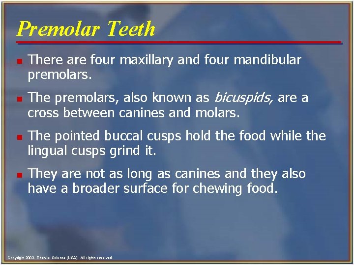 Premolar Teeth n n There are four maxillary and four mandibular premolars. The premolars,