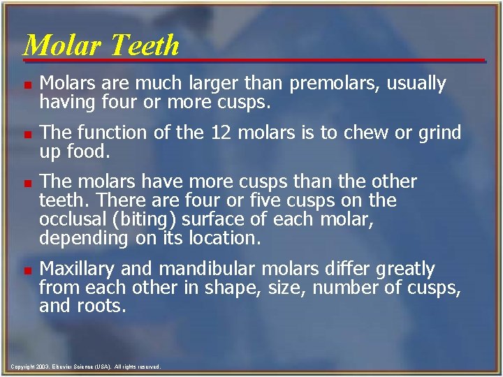 Molar Teeth n Molars are much larger than premolars, usually having four or more