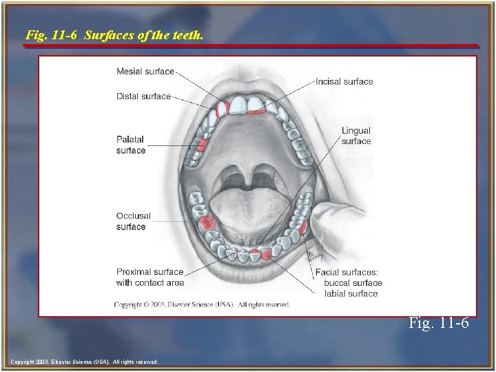 Fig. 11 -6 Surfaces of the teeth. Fig. 11 -6 Copyright 2003, Elsevier Science