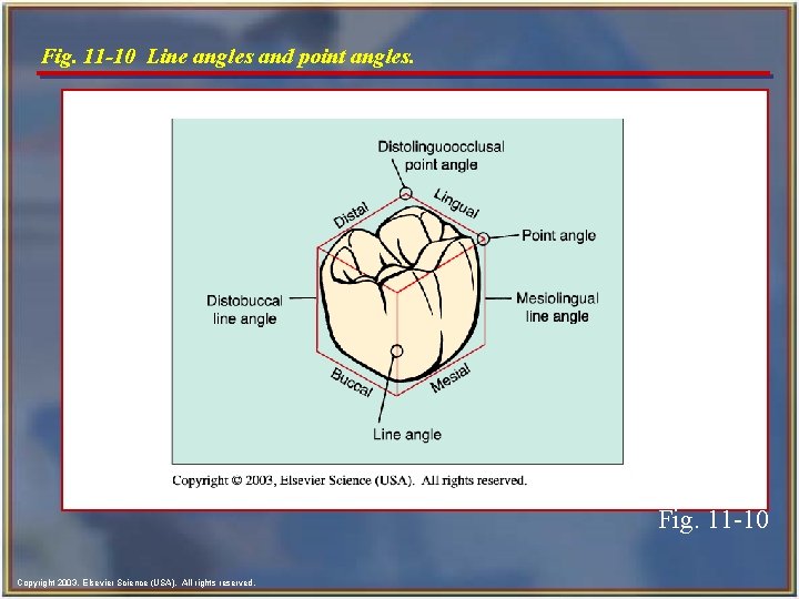 Fig. 11 -10 Line angles and point angles. Fig. 11 -10 Copyright 2003, Elsevier